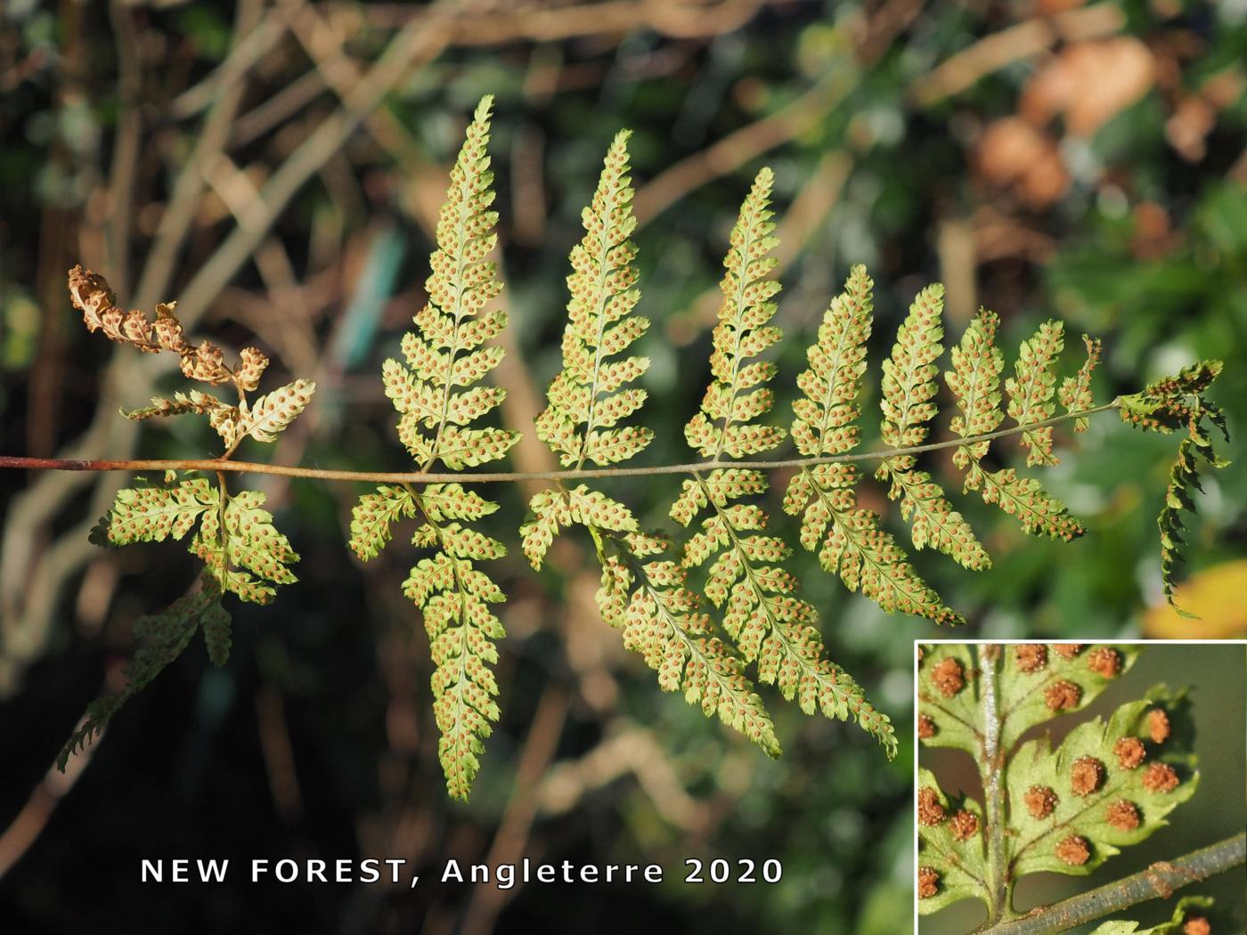 Fern, Narrow Buckler fruit